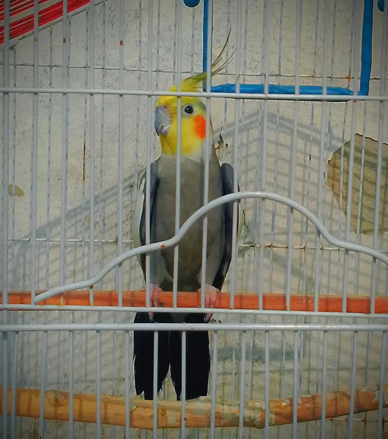 Cocktail Pair with cage — photo 4