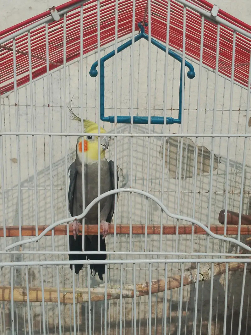 Cocktail Pair with cage — photo 5