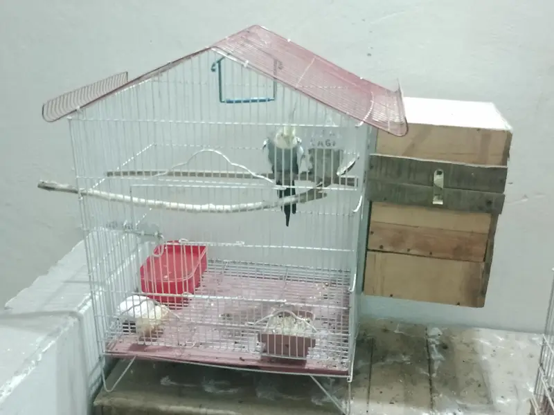Cocktail Pair with cage — photo 6