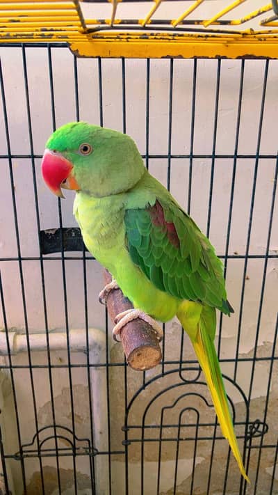 Raw parrot