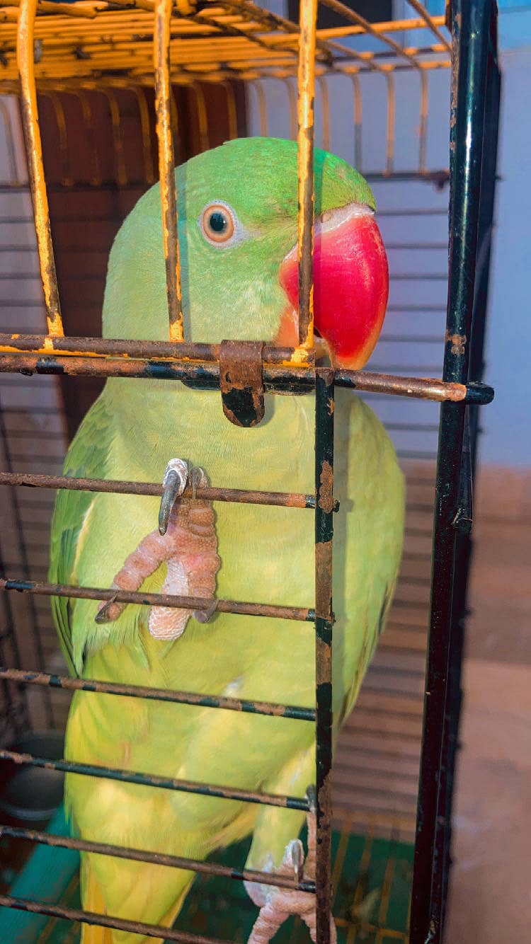 Raw parrot 1