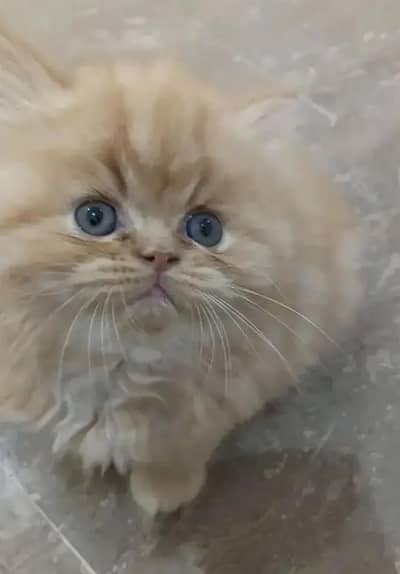 Persian punch face heavy bone kittens