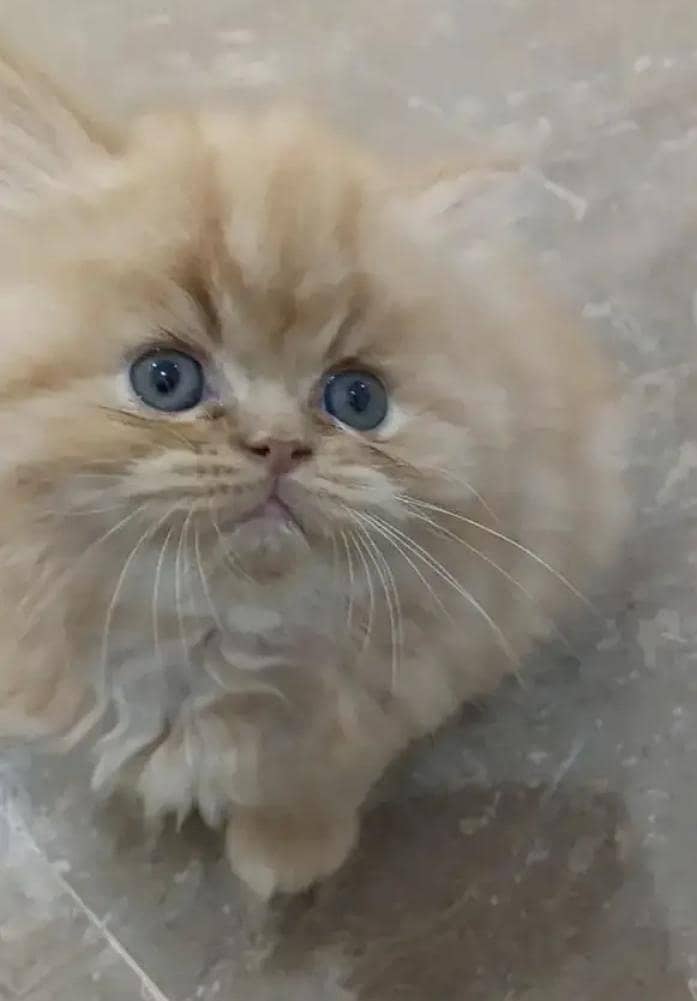 Persian punch face heavy bone kittens 0