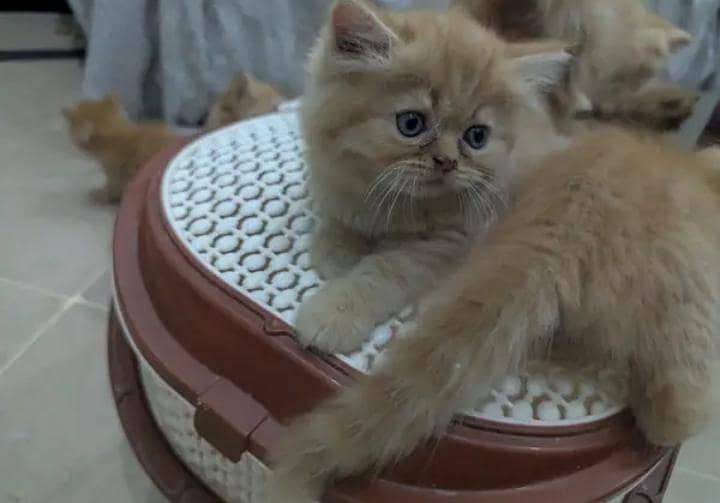 Persian punch face heavy bone kittens 1