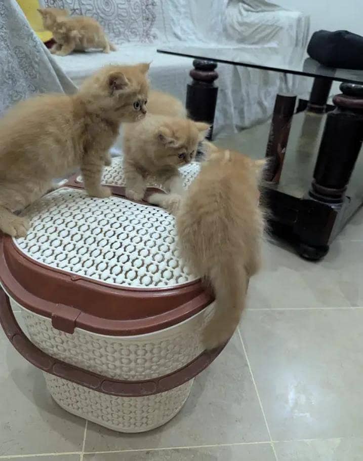 Persian punch face heavy bone kittens 2