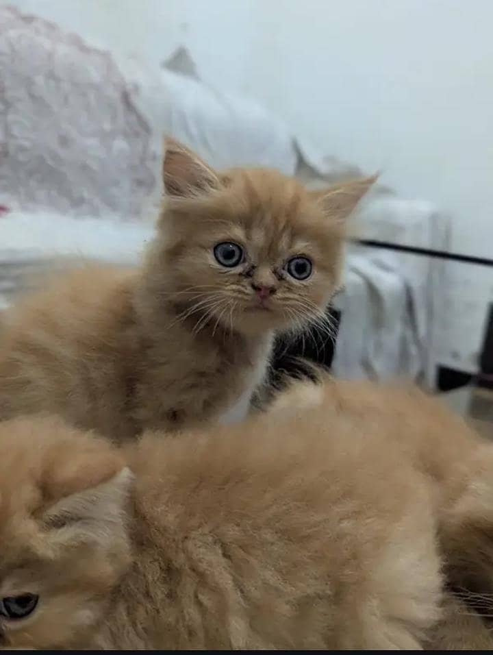 Persian punch face heavy bone kittens 3