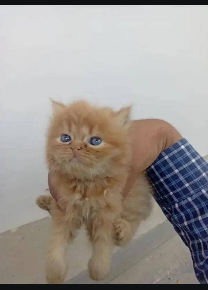 Persian punch face heavy bone kittens 5