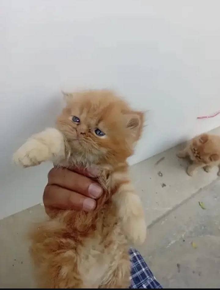Persian punch face heavy bone kittens 6