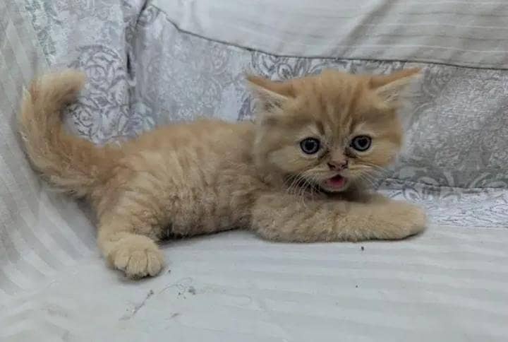 Persian punch face heavy bone kittens 7
