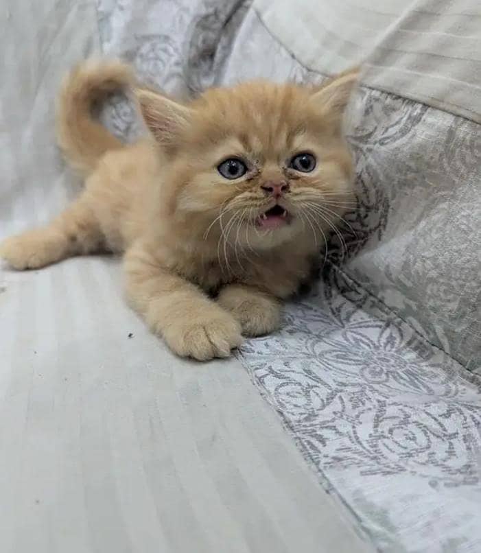 Persian punch face heavy bone kittens 8