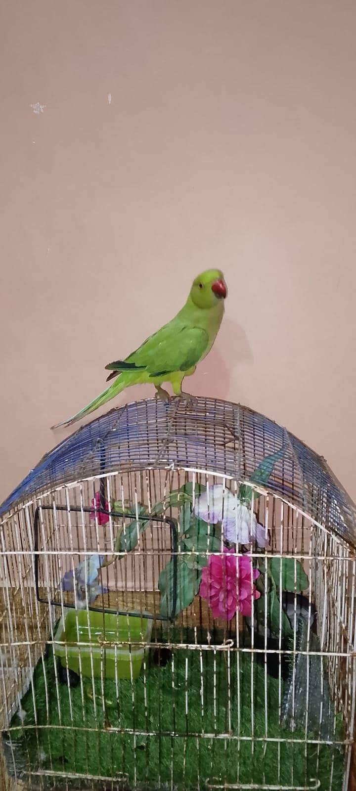 mitthu 0
