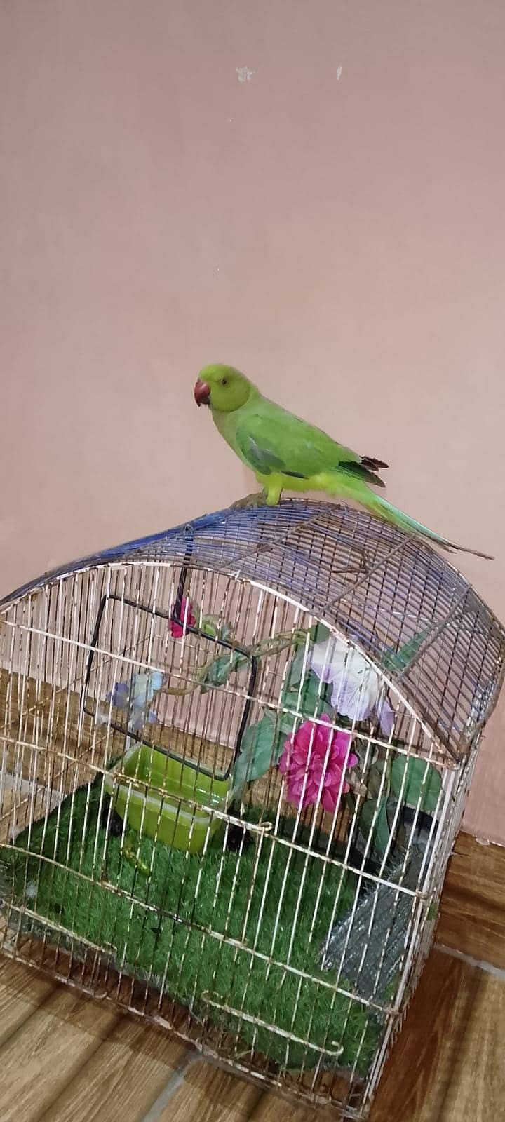 mitthu 4