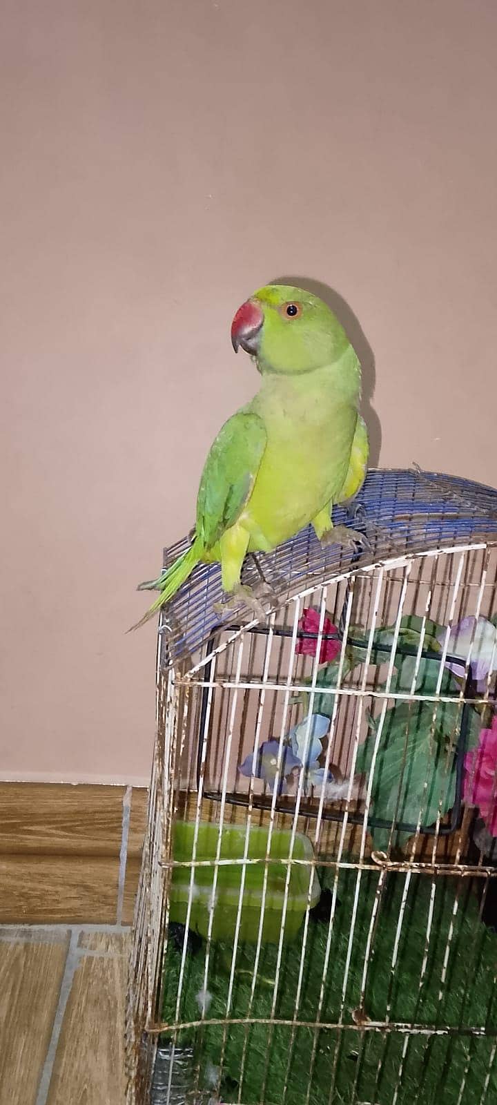 mitthu 6