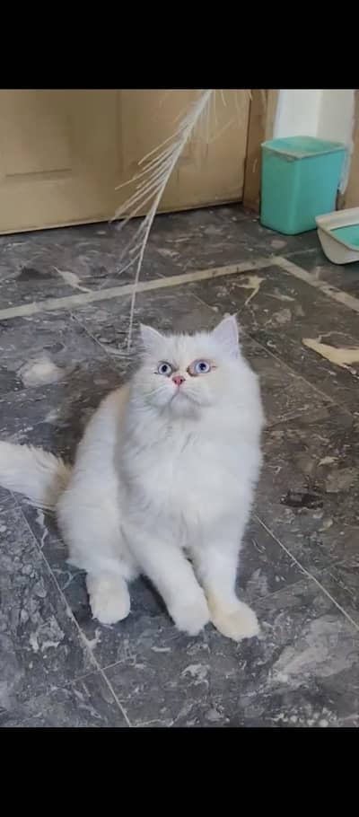 Blue eyes  semi punch male