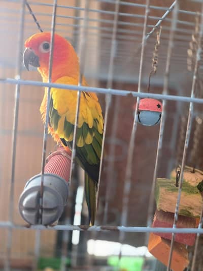 Beautiful sun conure - FEMALE