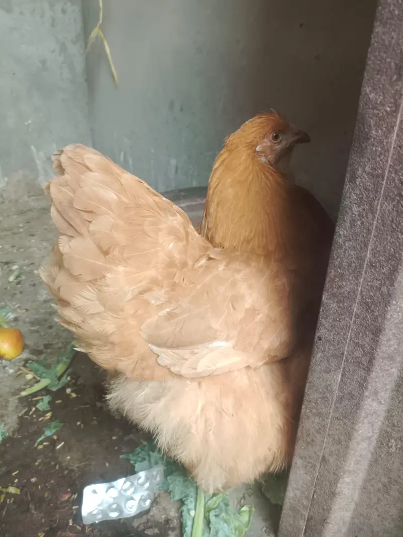 golden heavy buff — photo 3