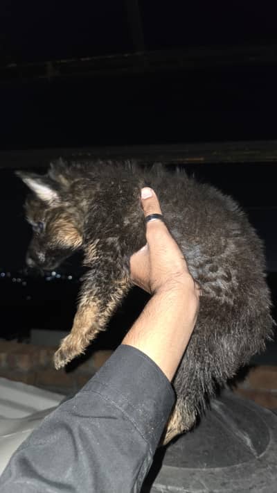 Healthy & Active German Shepherd Female Puppy For Sale