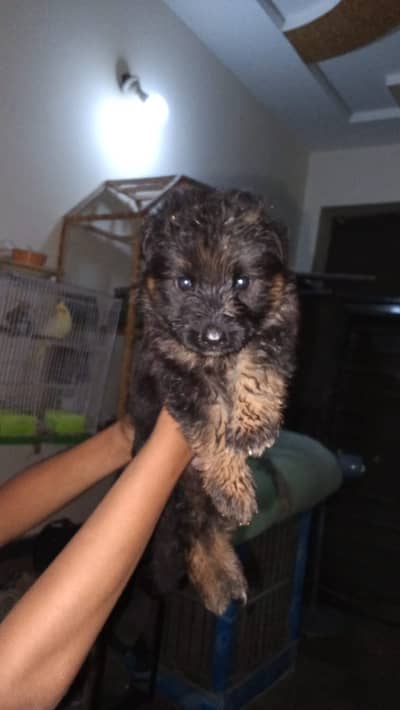 Pridigree Long coat GSD puppy for sale