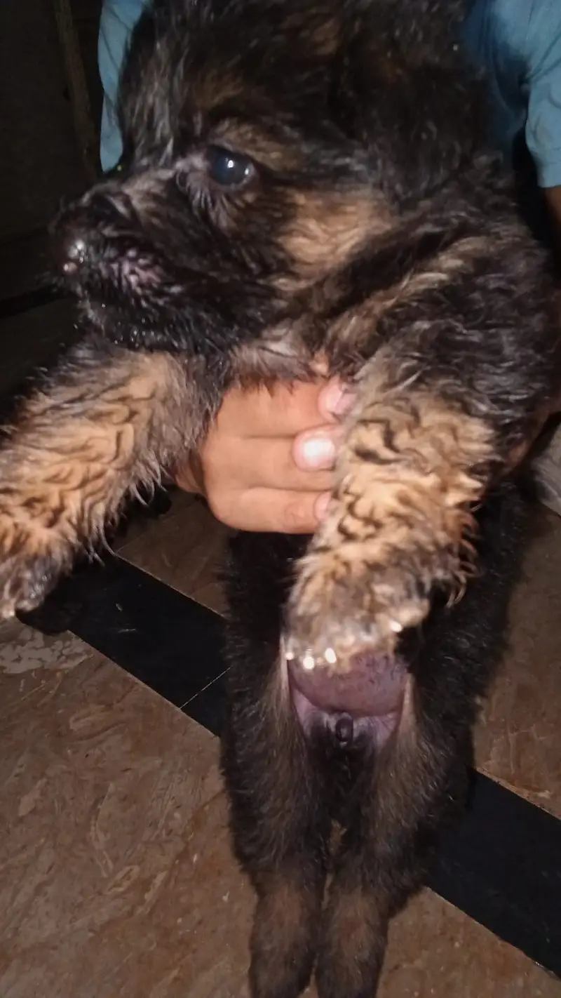 Pridigree Long coat GSD puppy for sale — photo 2