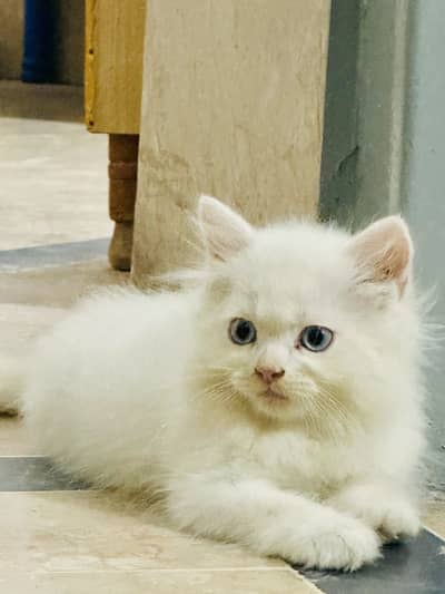 Persian blue eyes