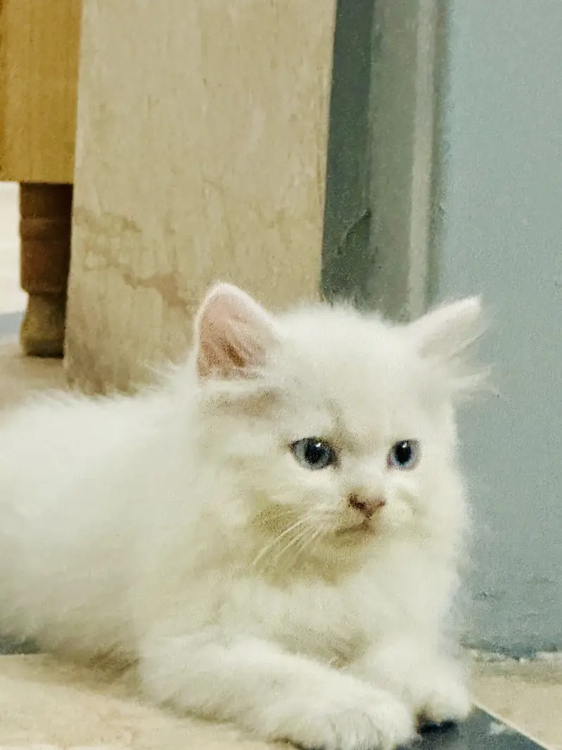 Persian blue eyes — photo 3