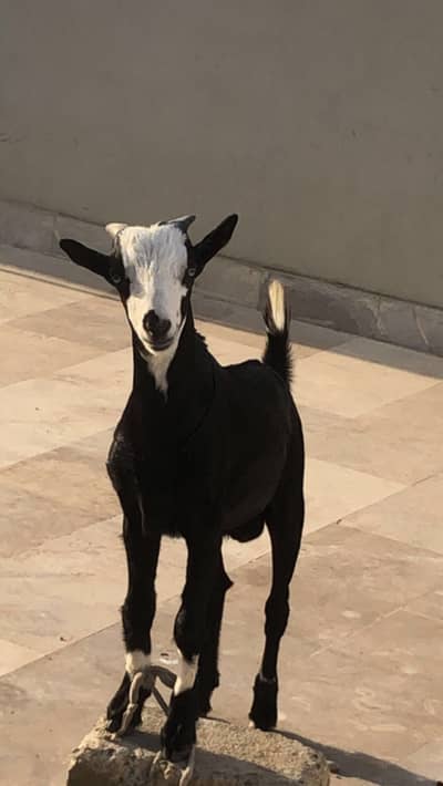 5 & 6 month ando bakra 03053208042