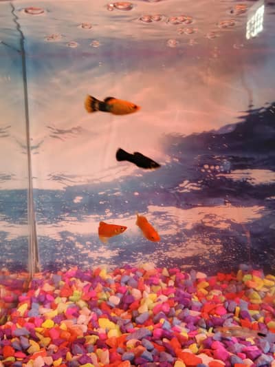 Aquarium and fishes