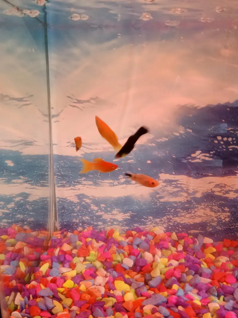 Aquarium and fishes — photo 2