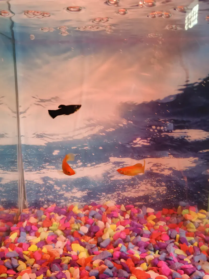 Aquarium and fishes — photo 3