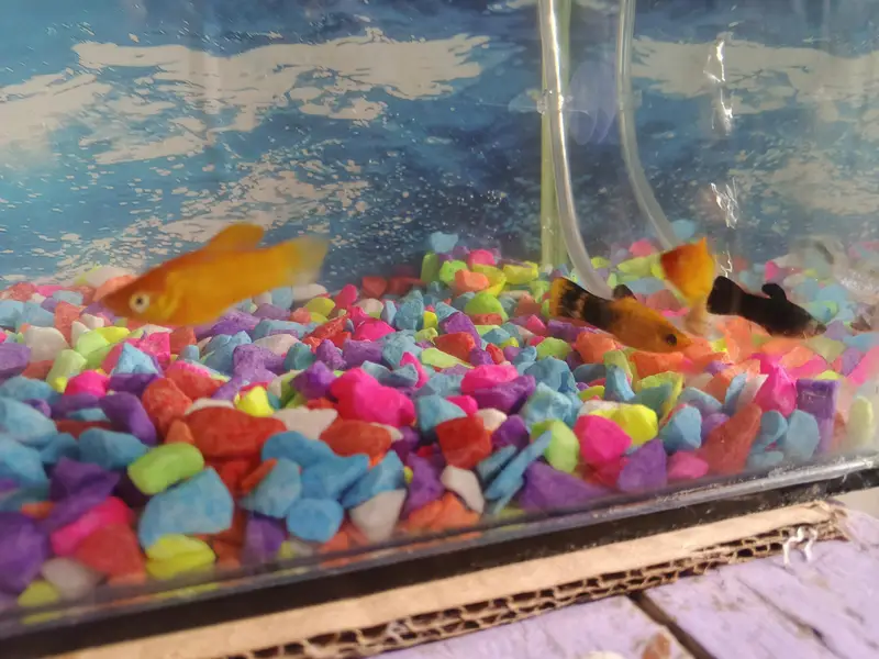 Aquarium and fishes — photo 5