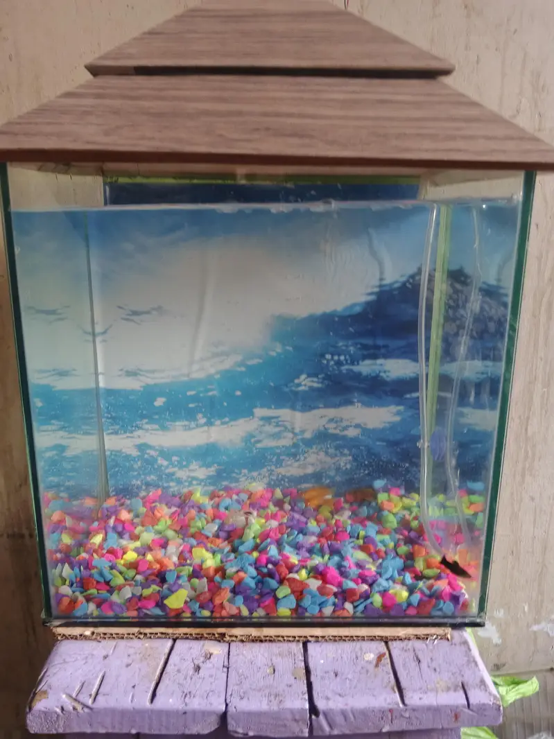 Aquarium and fishes — photo 6