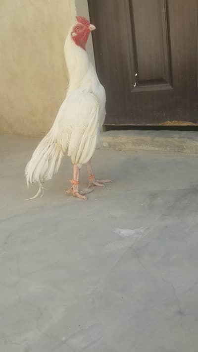 . male