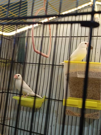 white jawa lucky breeder pair with 4 healthy /active chicks
