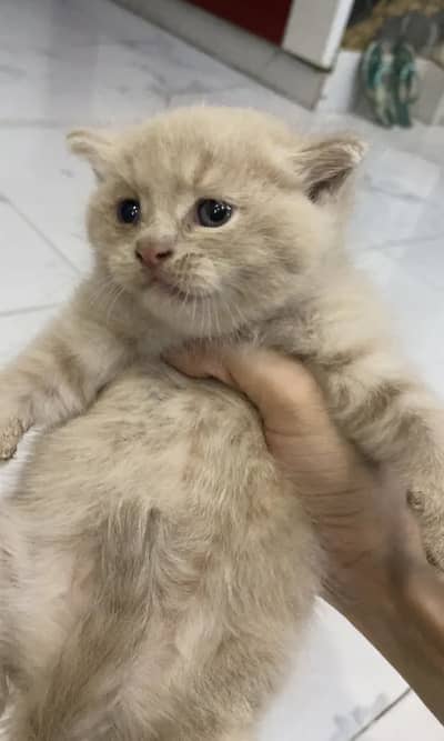 British Shorthair Male