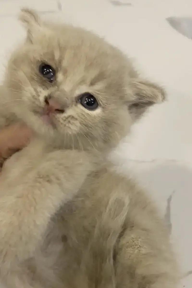 British Shorthair Male — photo 2