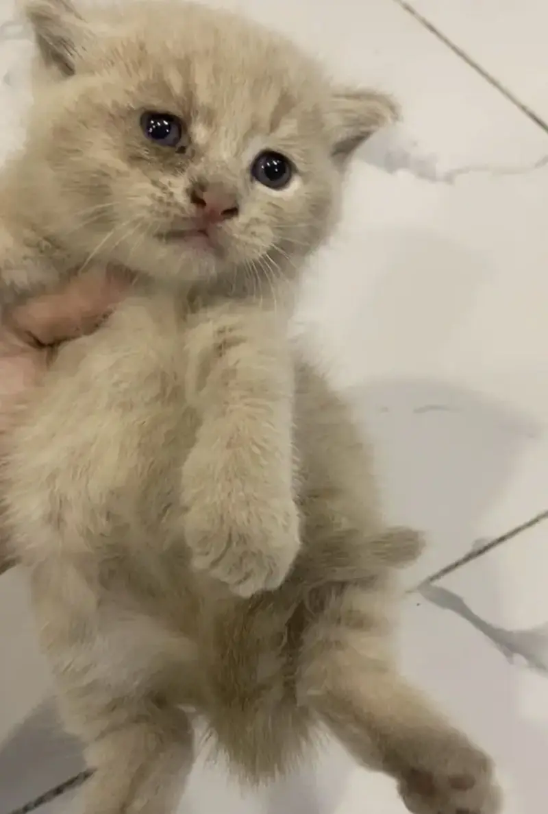 British Shorthair Male — photo 3