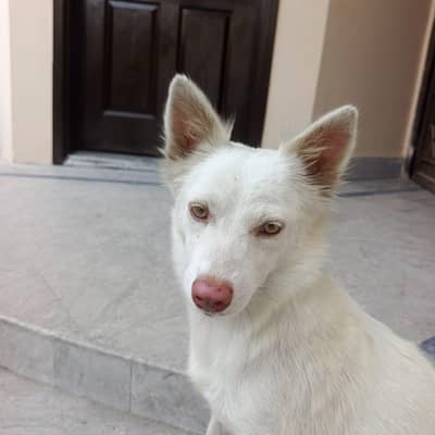 pink nose  Russian female