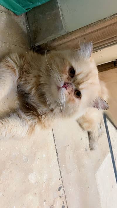 Persian cat