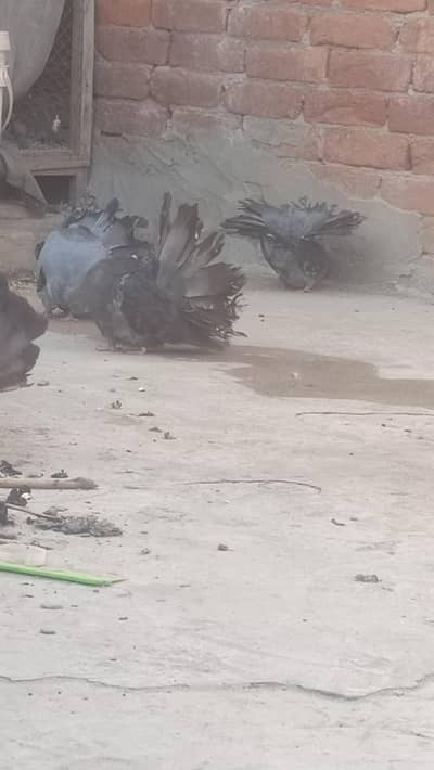 modran fantail quality bird's 5 pair available