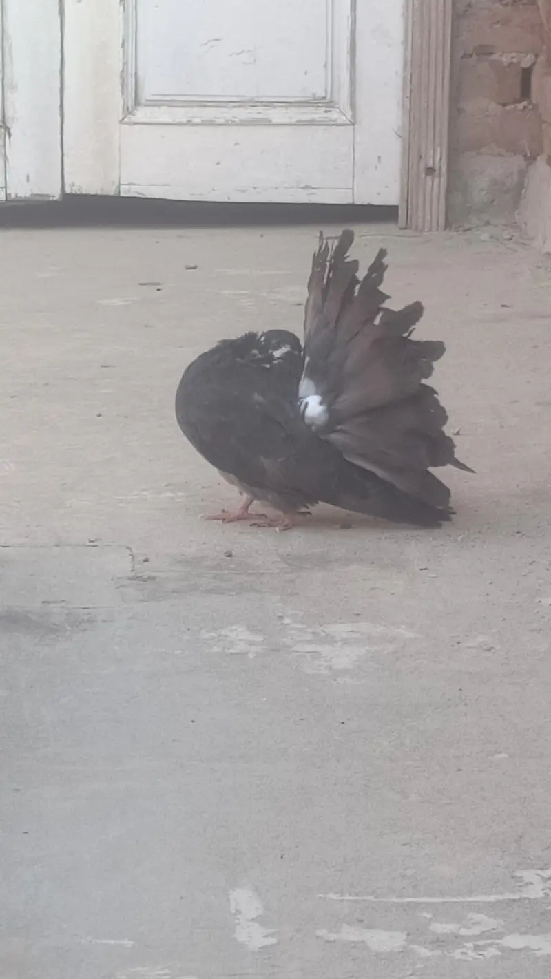 modran fantail quality bird's 5 pair available — photo 3