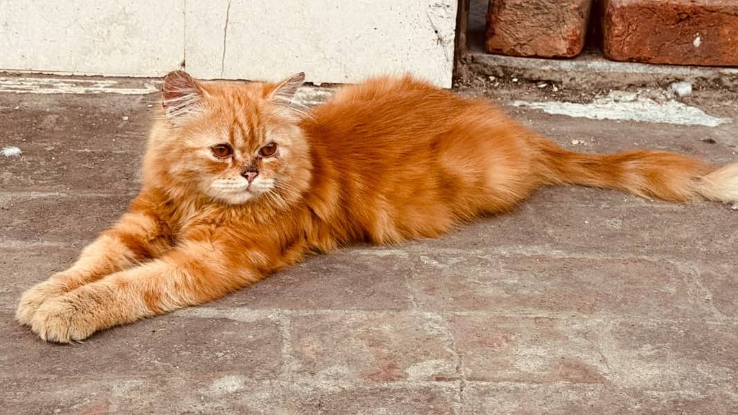 Persian cat 0