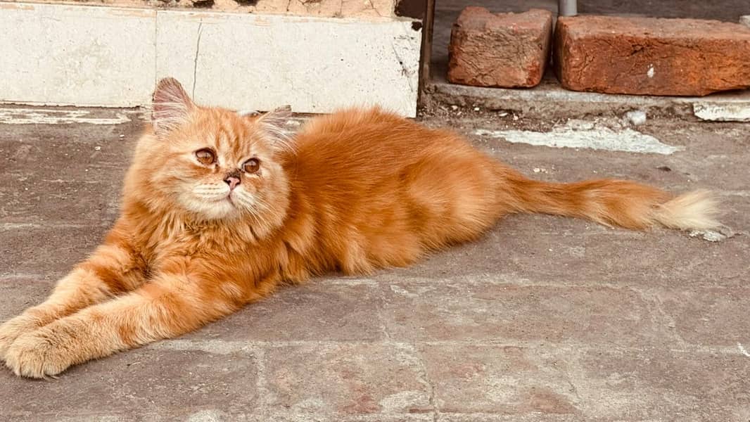 Persian cat 1