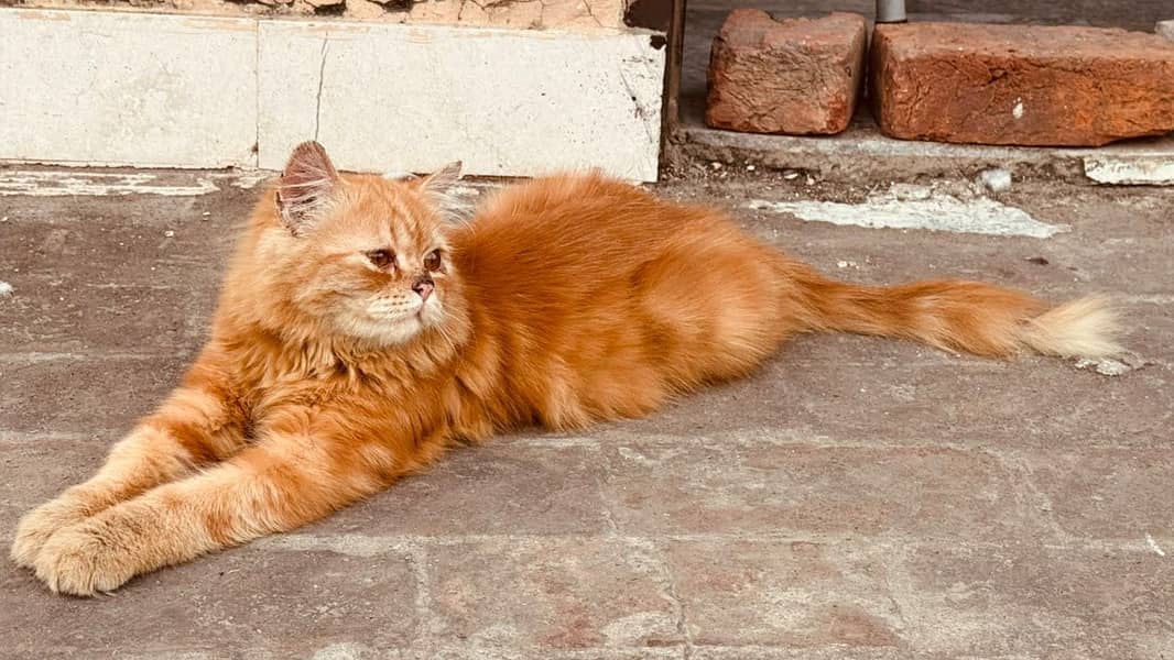 Persian cat 2