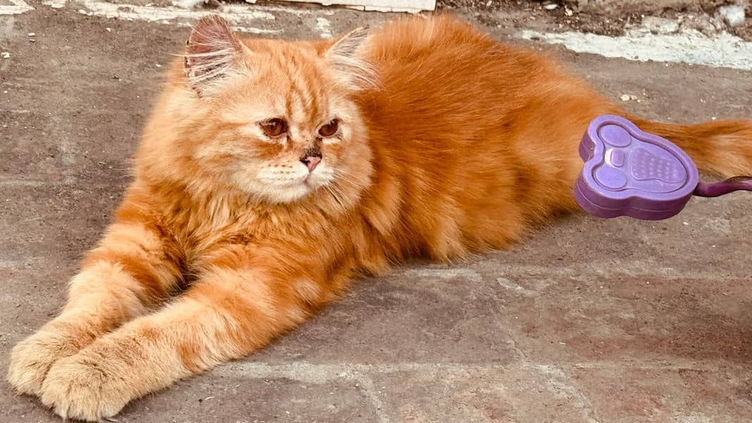 Persian cat 3