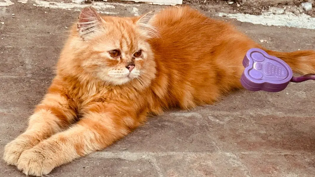 Persian cat — photo 4