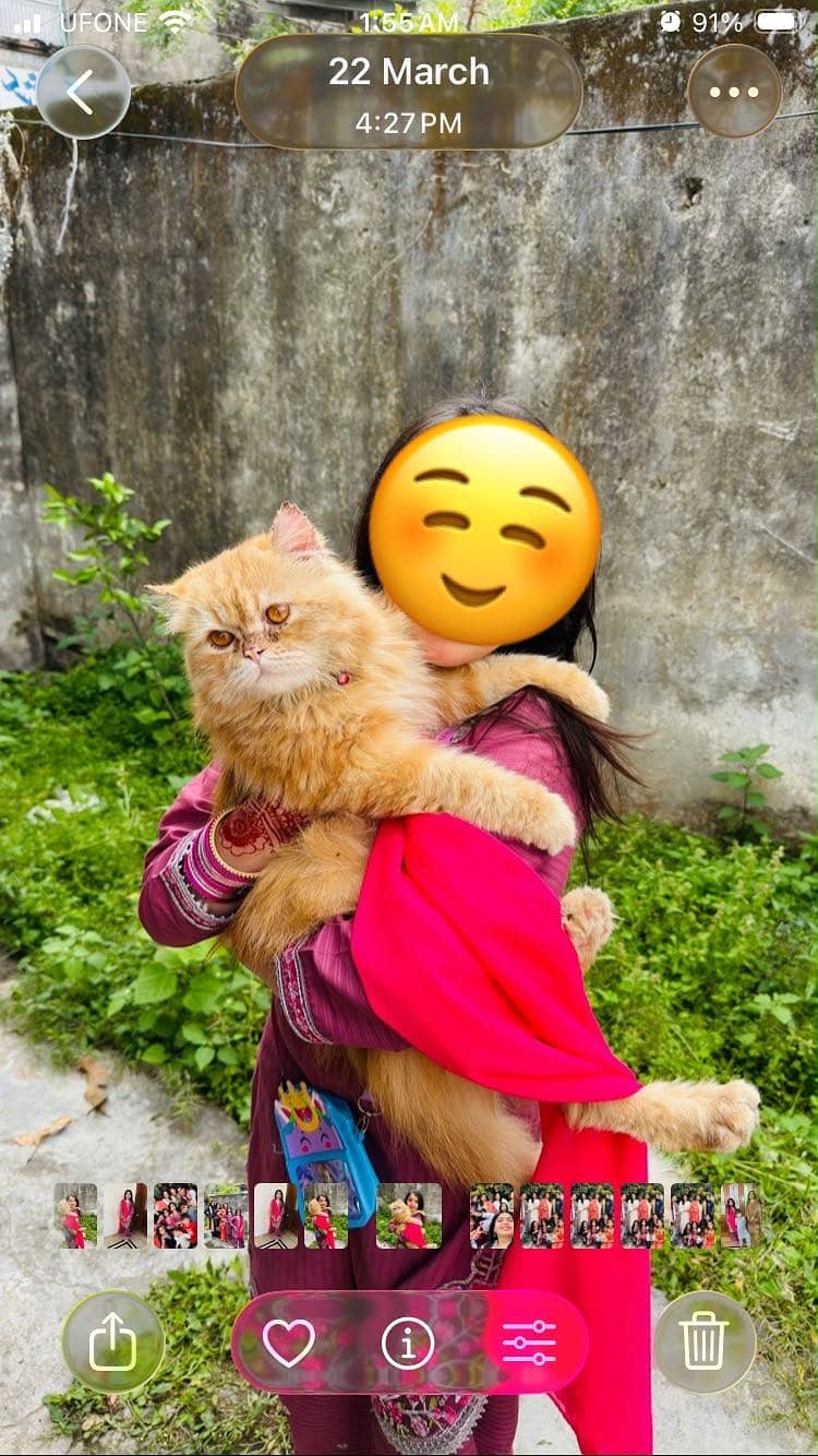 Persian cat 4