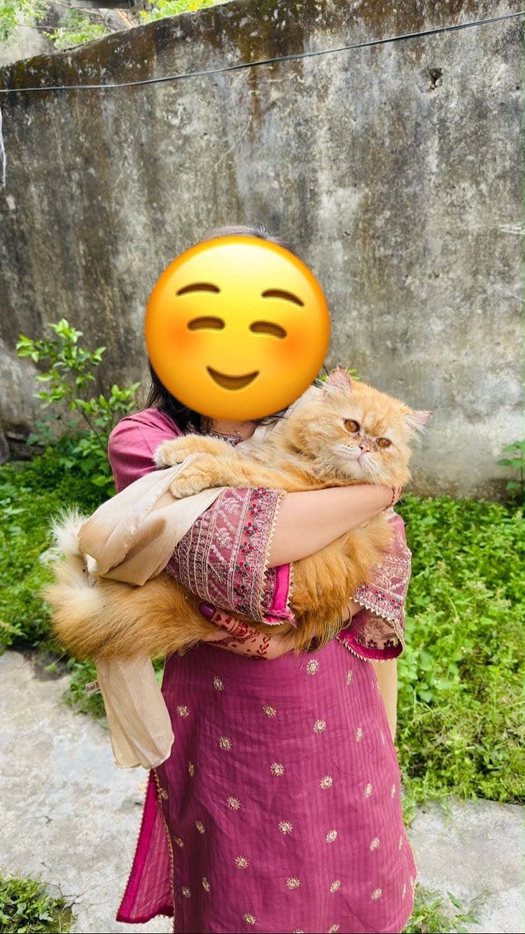 Persian cat 5