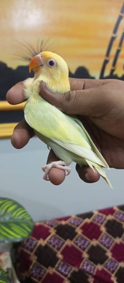 PARBLUE OPALINE PALEFALLOW