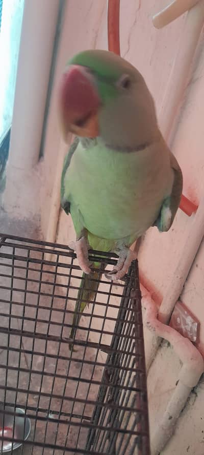 Green parrot