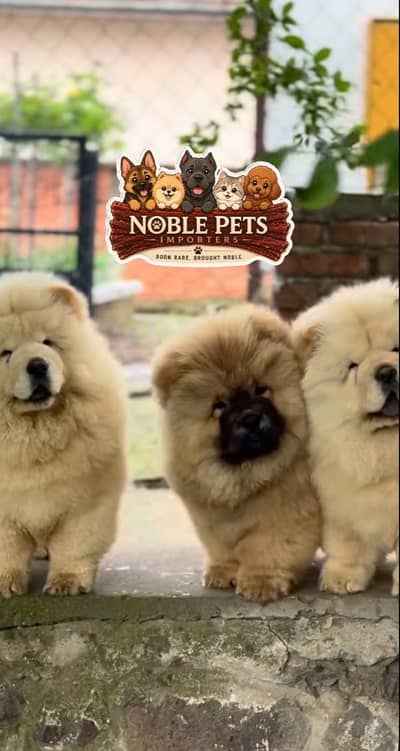 Chow chow pedigree with international passport puppies available here